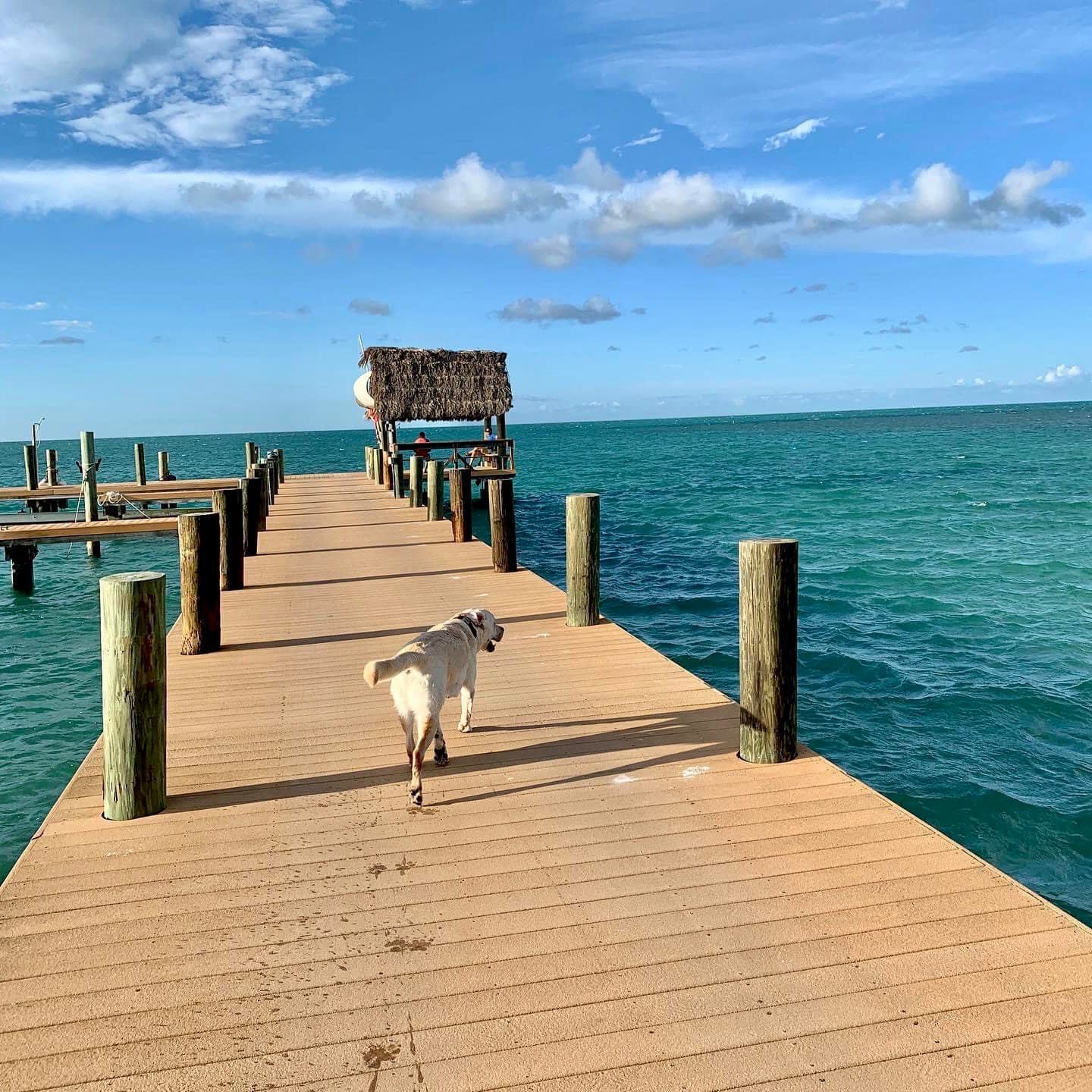 The 5-acre Pigeon Key, accessible by ferry (and pet friendly) was a camp for laborers building the 1900s-era Florida Keys Over-sea Railroad, conceived by Henry Flagler.