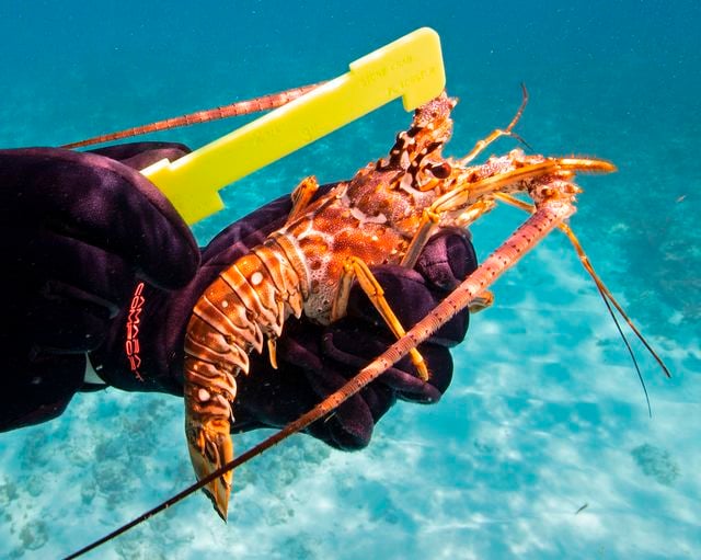 If a lobster is too small, it must not be harvested. Carapace (hard part of shell) MUST measure GREATER THAN three inches to be legal size. 