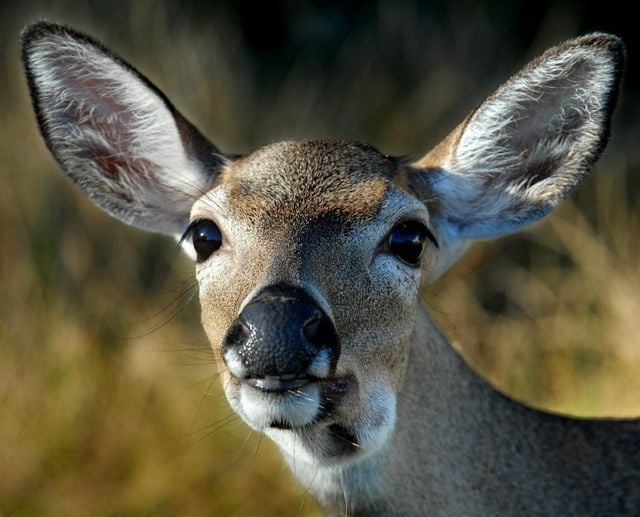 The graceful Key deer are often seen grazing around Big Pine. 