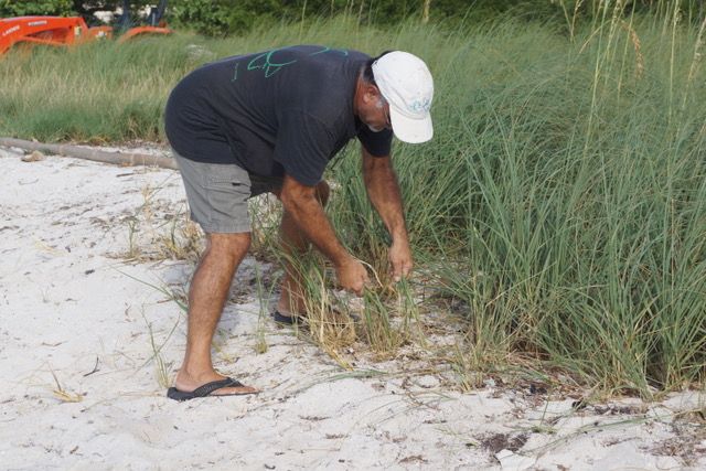 Appel currently works with the Alachua Conservation Trust on a Lower Keys pilot project to naturally restore beach habitats. 