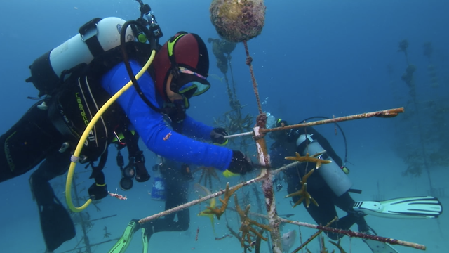Divers clean coral nursery 'trees' to remove algae and promote growth among coral fragments for replanting on the reef.