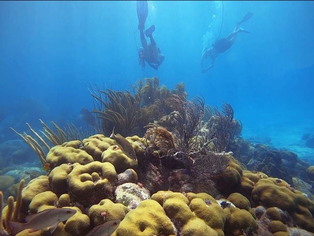 Divers hover over a shallow reef in the Upper Keys. Image: Mike Papish