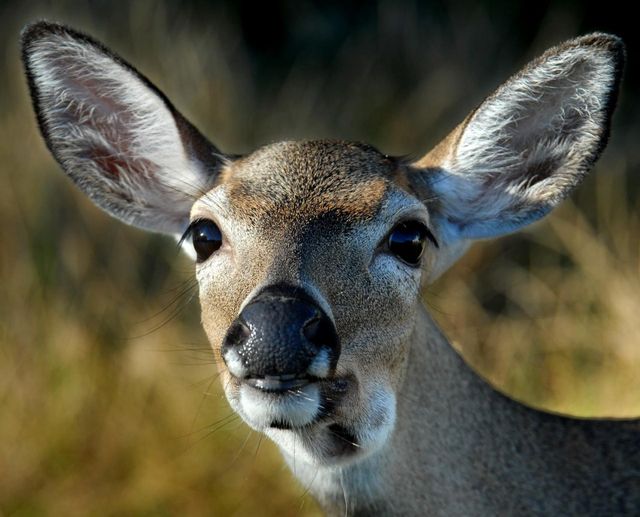 The tiny, shy Key deer are often seen grazing around Big Pine Key. Please, do not approach or feed them. 