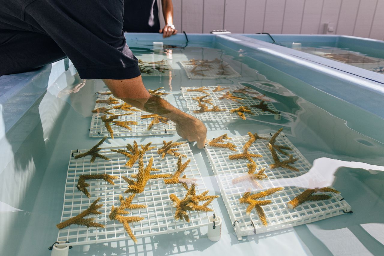 This winter the Florida Keys continue to spotlight sustainability with coral restoration programs, like Mote Marine Laboratory's third land-based Keys coral nursery, now open for tours at Reefhouse Resort & Marina  in Key Largo. 