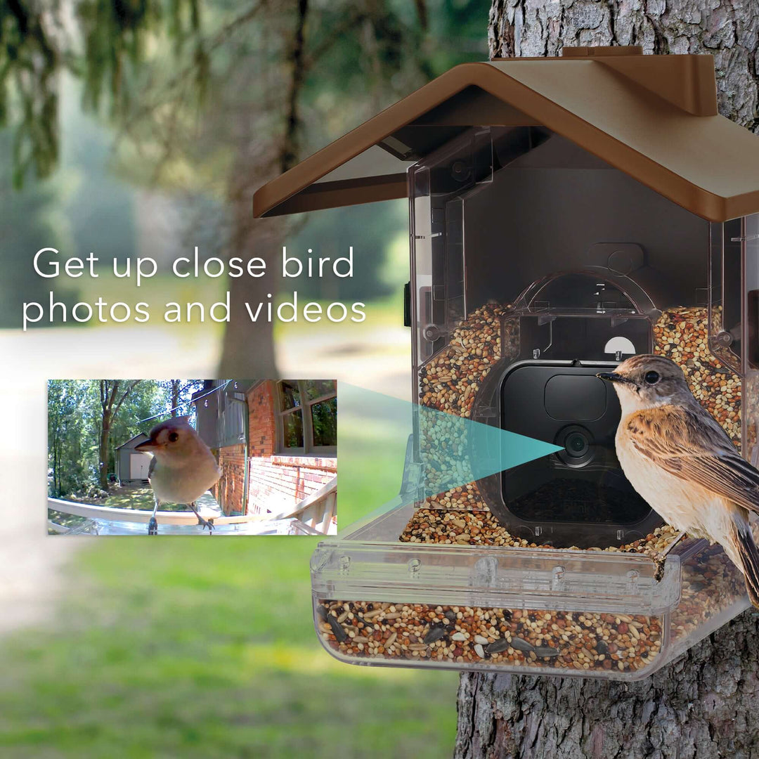 Bird Feeder for Ring