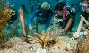 Scuba Divers Looking at the Coral in the Florida Keys