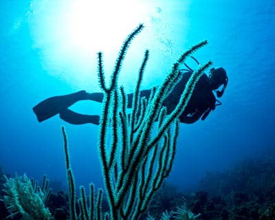 Key Largo Diving Charters