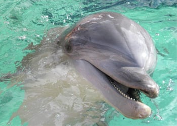 Lower Keys Dolphin Encounters