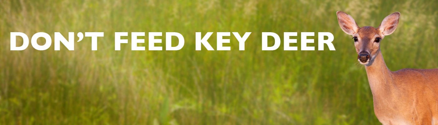 Don't Feed Key Deer