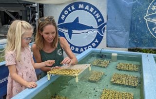 Mote Marine coral restoration