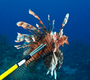 There is no season or size limit for lionfish. 