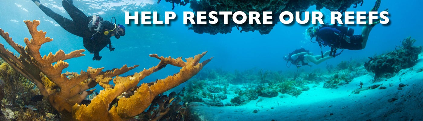 Help Restore Our Reefs