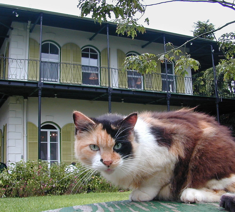 Hemingway House cats