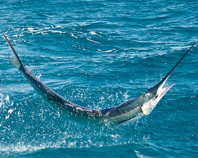 Sailfish Jumping out of the Water in Marathon