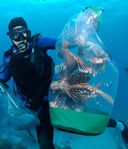 Lionfish Caught Underwater in the Florida Keys