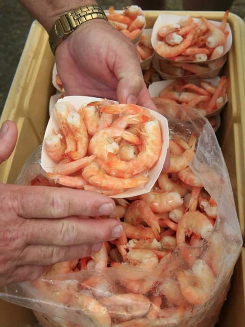 Key West pink shrimp